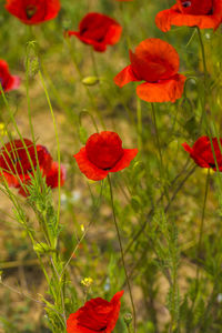 Close-up of red poppy flowers growing on field