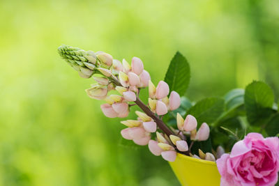 Close-up of pink flowering plant