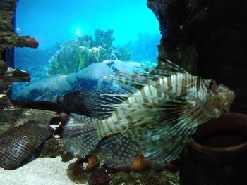 Fish swimming in sea