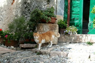 Cat by plants