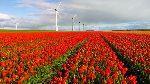 Scenic view of agricultural field