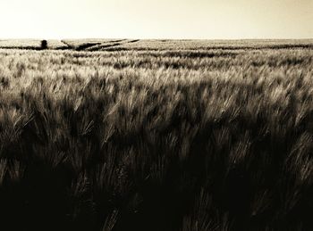 Scenic view of rural landscape