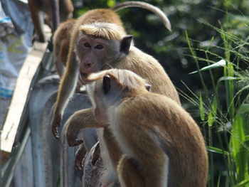 Close-up of monkeys sitting together