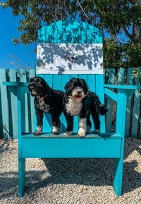 Two dogs in a big chair
