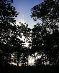 Low angle view of silhouette trees against sky