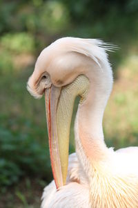 Close-up of a bird