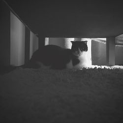 Close-up of cat sitting on floor