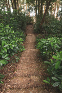 Footpath amidst trees in forest