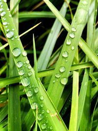 Close-up of wet grass