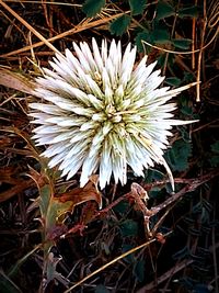 Directly above shot of white flower blooming on field