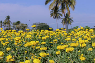 Yellow flowering plants on field against sky