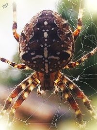 Close-up of spider web