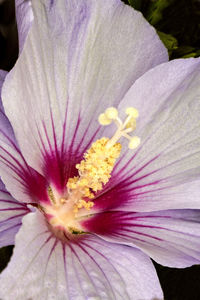 Close-up of flower blooming outdoors