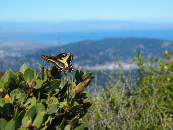 Close-up of anise swallowtail on plant against sky