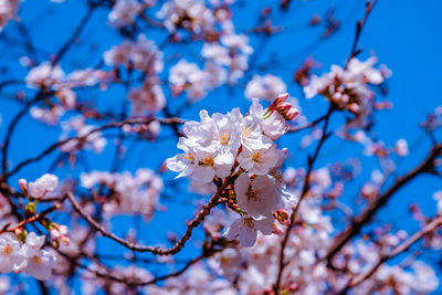 Low angle view of cherry blossom