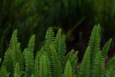 Close-up of fern