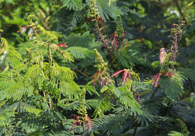 Close-up of pine tree