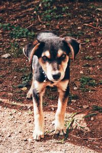 Portrait of dog standing on land