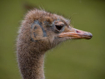 Close-up of a bird looking away