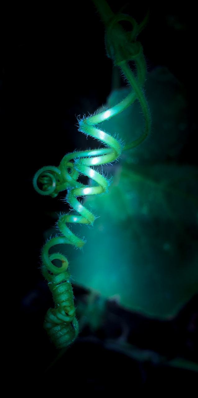 CLOSE-UP OF ILLUMINATED PLANT IN SEA