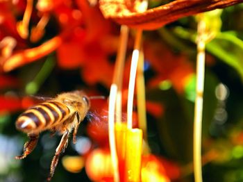 Close-up of bee on flower