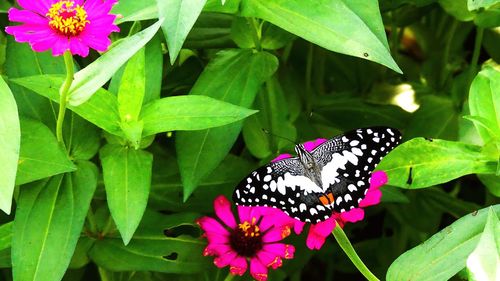 Close-up of butterfly pollinating on pink flower