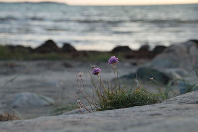 Close-up of flowering plant on land against sea