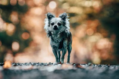 Portrait of dog standing outdoors