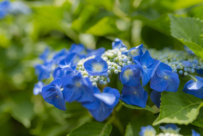 Close-up of blue hydrangea flowers