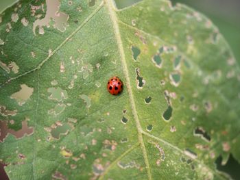 Close-up of ladybug on leaf