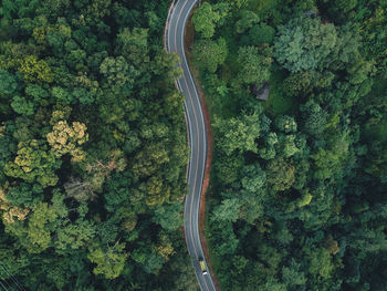 High angle view of road amidst trees in forest