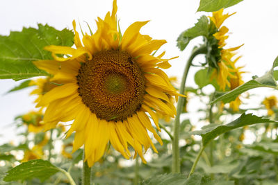 Close-up of yellow flowering plant