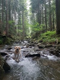 Dog in stream amidst trees in forest