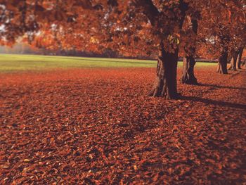 Trees on field during autumn