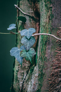 Close-up of fresh green plant against tree trunk