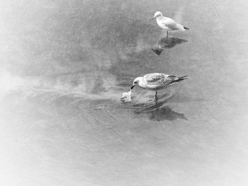 High angle view of seagull swimming in lake