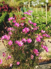 Close-up of pink flowers blooming outdoors