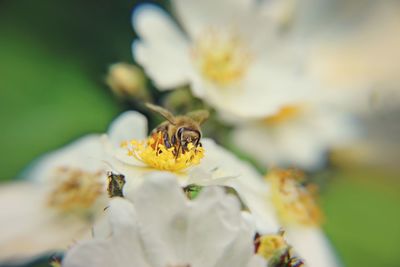 Close-up of bee pollinating flower