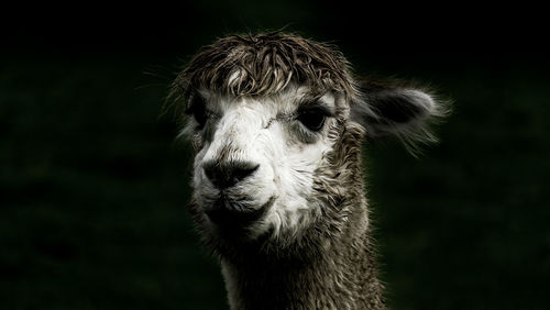 Close-up portrait of horse