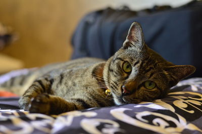 Portrait of a cat resting on bed