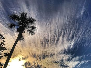 Close-up of palm tree against sky