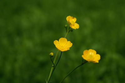 Close-up of yellow flowers