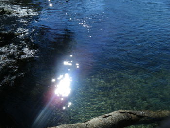 Reflection of trees in water