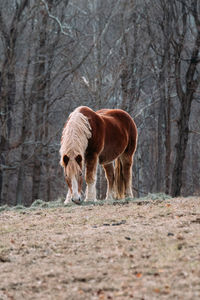 Horse standing in a forest