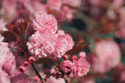 Close-up of pink cherry blossoms