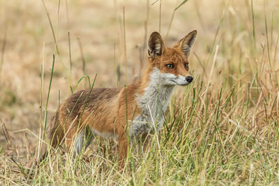 Red fox, vulpes vulpes. orange fur coat animal. fox in nature. wildlife scene. habitat europe, asia