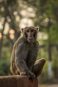 Close-up of monkey sitting outdoors