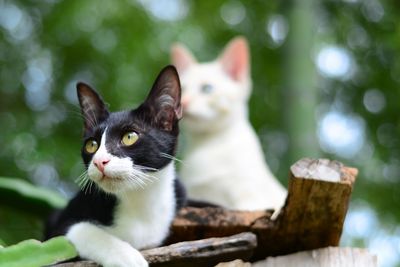 Close-up portrait of a cat