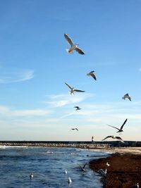 Seagull flying over sea