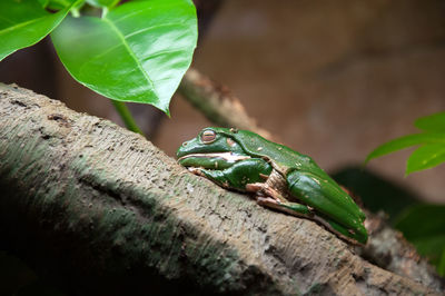 Close-up of frog on wood